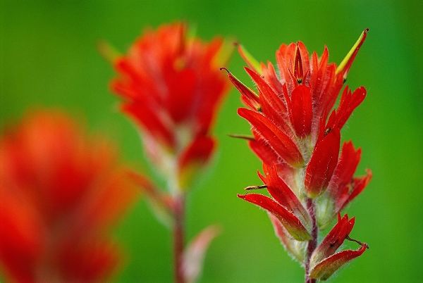Canada-British Columbia-Valemount Indian paintbrush flowers close-up